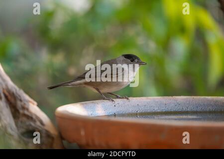 Berretto eurasiatico maschio, (Sylvia atricapilla) ad un piatto da bere in un giardino, Spagna. Foto Stock