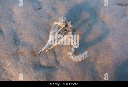 cranio di un gabbiano sulla spiaggia Foto Stock