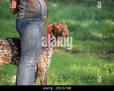 Donna che ha camminato il suo cane tedesco Shorthaered Pointer nel parco. Foto Stock