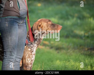 Donna che ha camminato il suo cane tedesco Shorthaered Pointer nel parco. Foto Stock