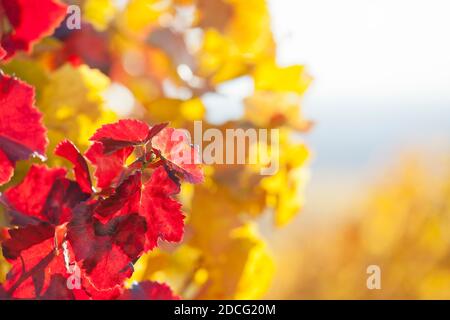 Foglie rosse e gialle vibranti in un vigneto in autunno - fuoco selettivo sulle foglie rosse in primo piano Foto Stock