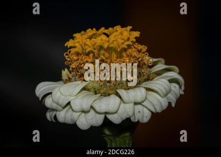 Primo piano vista del fiore di zinnia colorato Foto Stock