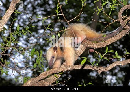 ANTEATER MERIDIONALE TAMANDUA TETRADACTYLA, ADULTO IN PIEDI IN ALBERO Foto Stock