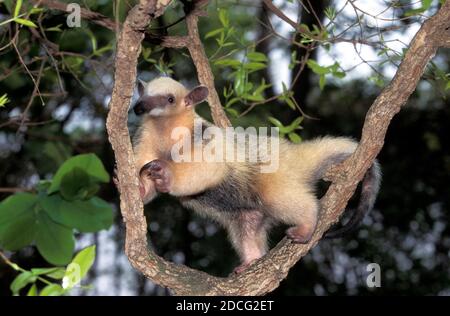 ANTEATER MERIDIONALE TAMANDUA TETRADACTYLA, ADULTO IN PIEDI SUL RAMO Foto Stock