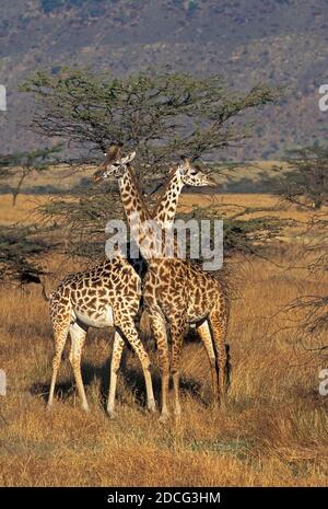 MASAI GIRAFFE giraffa camelopardalis tippelskirchi, MASCHIO E FEMMINA A SAVANNAH, KENYA Foto Stock