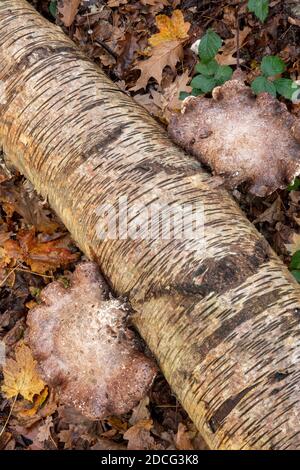 Birch Polyporo o Razor Stop Fungus, Suffolk Forest Foto Stock