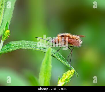 Macro di un ape coda nera volare seduta su un foglia Foto Stock