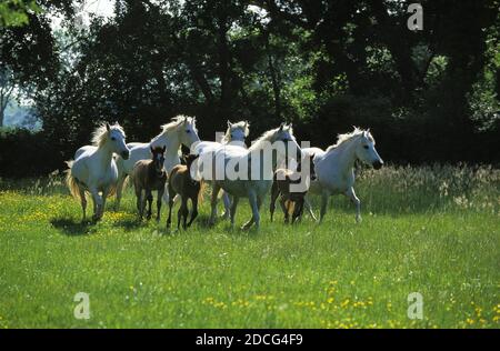 Cavalli Camargue, allevamento con fattrici e puledri, NEL SUD DELLA FRANCIA Foto Stock