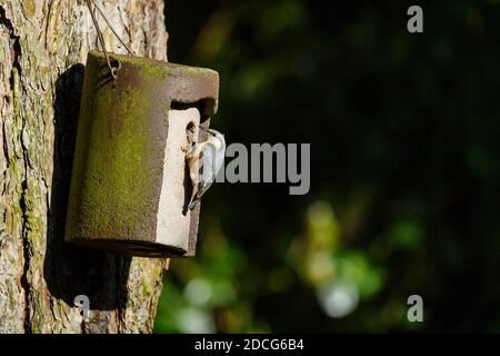 Primo piano di un singolo piccolo nuthatch (uccello da giardino) aggrappato a una scatola di nido appeso ad alberi da un foro di entrata (striscia, becco, artigli) - West Yorkshire, Inghilterra, UK Foto Stock