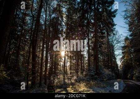 Waldviertel, Austria - foresta sempreverde e prima neve in una giornata di sole (stagione invernale 2020/ 2021) Foto Stock