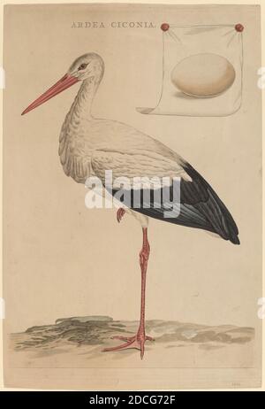 Jan Christiaan Sepp, (artista), olandese, 1739 - 1811, The White Stork, Nederlandische Vogelen (uccelli olandesi), (serie), incisione e incisione colorate a mano Foto Stock