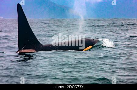 La balena killer a Kamchatka con la pinna sopra l'acqua Foto Stock