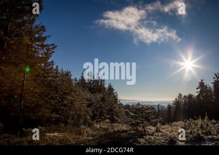 Waldviertel, Austria - foresta sempreverde e prima neve in una giornata di sole (stagione invernale 2020/ 2021) Foto Stock