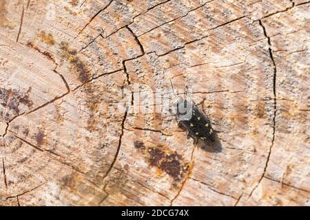 Buprestis (Buprestis novemmaculata), Beetle gioiello, buprestidae, su tronco di pino, Pinus. Foto Stock