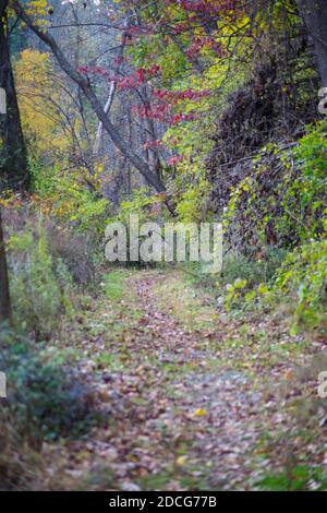 Viaggio attraverso una bella foresta incantata Foto Stock