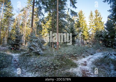 Waldviertel, Austria - foresta sempreverde e prima neve in una giornata di sole (stagione invernale 2020/ 2021) Foto Stock