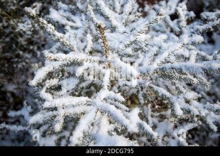 Waldviertel, Austria - rami di alberi sempreverdi e prima neve (stagione invernale 2020/ 2021) Foto Stock