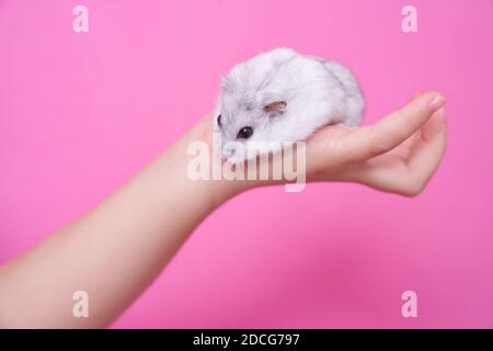 Mano del bambino di una bambina che tiene un criceto Dzungarian sul palmo della sua mano su sfondo rosa Foto Stock