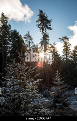 Waldviertel, Austria - foresta sempreverde e prima neve in una giornata di sole (stagione invernale 2020/ 2021) Foto Stock