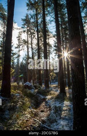 Waldviertel, Austria - foresta sempreverde e prima neve in una giornata di sole (stagione invernale 2020/ 2021) Foto Stock