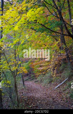 Glorioso percorso autunnale attraverso boschi colorati Foto Stock