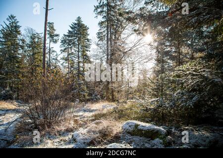 Waldviertel, Austria - foresta sempreverde e prima neve in una giornata di sole (stagione invernale 2020/ 2021) Foto Stock