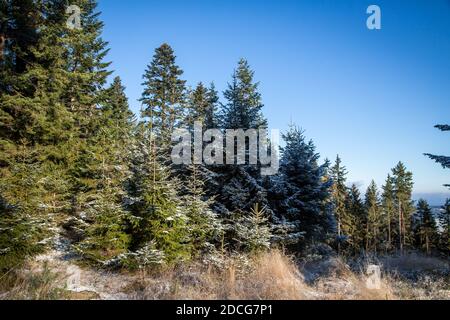 Waldviertel, Austria - foresta sempreverde e prima neve in una giornata di sole (stagione invernale 2020/ 2021) Foto Stock