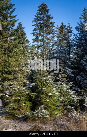 Waldviertel, Austria - foresta sempreverde e prima neve in una giornata di sole (stagione invernale 2020/ 2021) Foto Stock