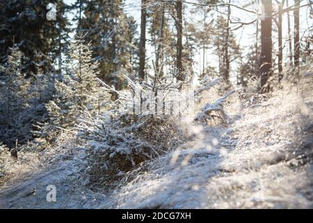 Waldviertel, Austria - giovane albero sempreverde e prima neve in una giornata di sole (stagione invernale 2020/ 2021) Foto Stock