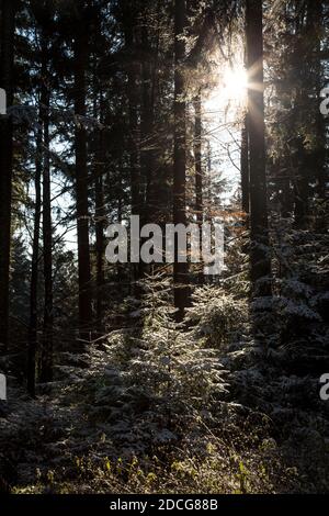 Waldviertel, Austria - foresta sempreverde e prima neve in una giornata di sole (stagione invernale 2020/ 2021) Foto Stock