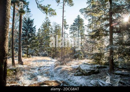 Waldviertel, Austria - foresta sempreverde e prima neve in una giornata di sole (stagione invernale 2020/ 2021) Foto Stock