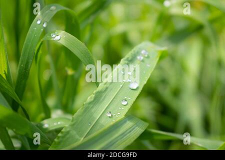 Erba verde con gocce d'acqua sulle foglie Foto Stock