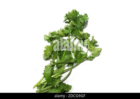 Mazzo di foglie di coriandolo fresco, verdure verdi su sfondo bianco Foto Stock