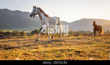 Cavallo arabo bianco camminare su campo erba un altro marrone dietro, il sole del pomeriggio splende sullo sfondo Foto Stock