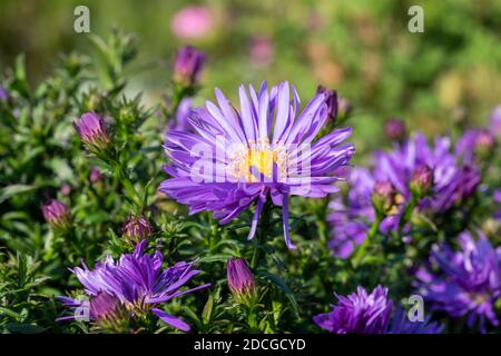 Aster 'Herfstweelde' (ricchezza d'autunno) una pianta di fiori d'autunno erbacei blu lavanda perenne comunemente conosciuta come Michaelmas daisy, foto d'inventario i Foto Stock