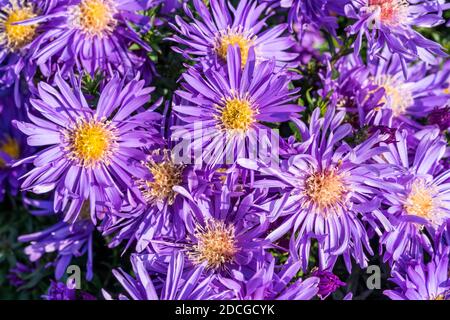 Aster 'Herfstweelde' (ricchezza d'autunno) una pianta di fiori d'autunno erbacei blu lavanda perenne comunemente conosciuta come Michaelmas daisy, foto d'inventario i Foto Stock