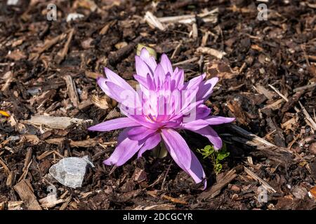 Colchicum autumnale 'Waterlily' una pianta di bulbo di fiori autunnali comunemente Nota come immagine di stock di crocus autunnale Foto Stock