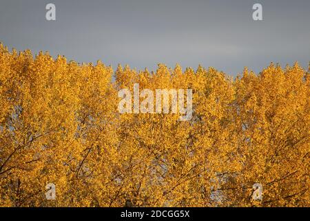 Il bel fogliame d'oro autunnale del pioppo contro un cielo scuro che brilla. Semplice sfondo naturale a due tonalità. Foto Stock