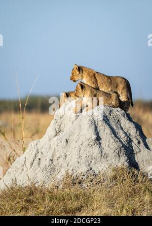 Tre piccoli leoni che giacciono su un grande tumulo di termite In caldo sole del mattino nella riserva di Savuti in Botswana Foto Stock