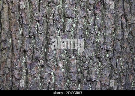 Albero umido tronco corteccia sfondo con lichene verde o muschio crescita Foto Stock