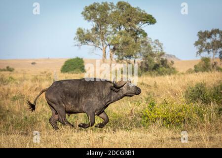 Bufali maschi africani che corrono a piena velocità nella erbosa Pianure di Masai Mara in Kenya Foto Stock