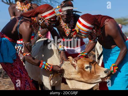 Uomini tribù Samburu che prendono sangue da una mucca, Contea di Samburu, Maralal, Kenya Foto Stock