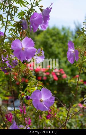 Fiori di Alyogyne huegelii (Lilac Hibiscus) Foto Stock