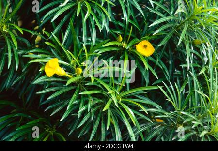 Yellow Oleander o Yellow Laurel (aka 'Lucky Nut'), Cascabela thevetia o Thevetia peruviana Foto Stock