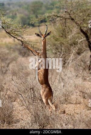 Gerenuk (Litocranius walleri) in piedi sulle gambe di hind che si nutrano di acacia, Rift Valley Province, Maasai Mara, Kenya Foto Stock