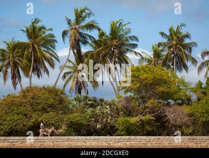 Uomo keniota a cavallo di un asino lungo le palme, Lamu County, Shela, Kenya Foto Stock