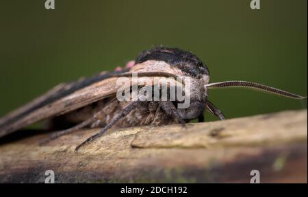 Macro del capo DI UN Privet Hawk Moth, Sphinx ligustri, in mostra compound Eye e Long Antennae, Inghilterra UK Foto Stock