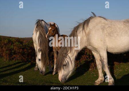 Pony selvaggi dello Shropshire con nuovo pascolo del foal su pascolo verde Foto Stock