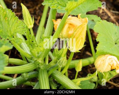 Pianta di zucchine biologica primo piano mostrando fiore Foto Stock