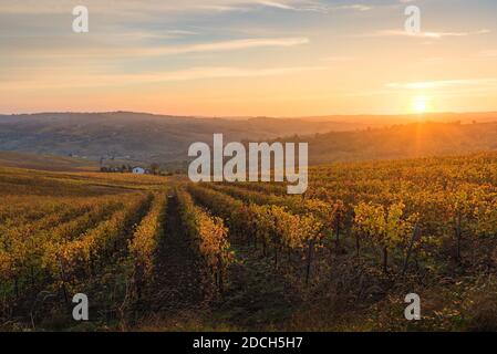 Il sole sorge sulle colline pavesi di oltrepo e sui vigneti di colore arancio durante il fogliame autunnale Foto Stock